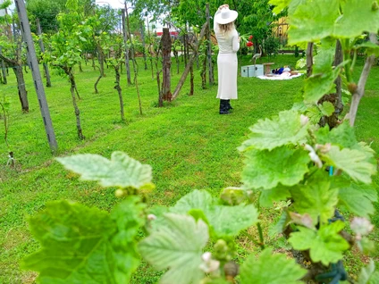 Picnic gourmet nel vigneto di un casale dell’800 4